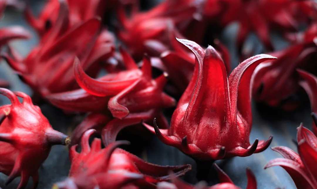 Hibiscus loài thực vật mang nhiều lợi ích cho sức khỏe
