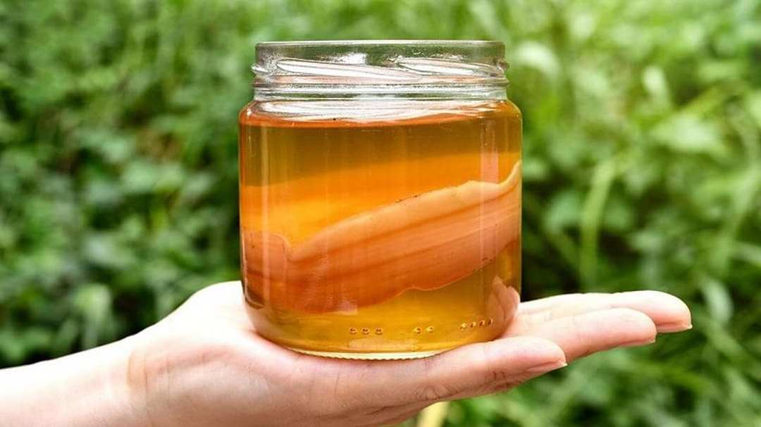 Giới thiệu một số thông tin về trà Kombucha