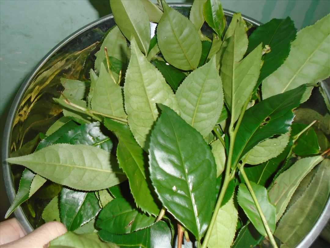 Lá trà tươi là một loại lá được hái từ lá cây trà