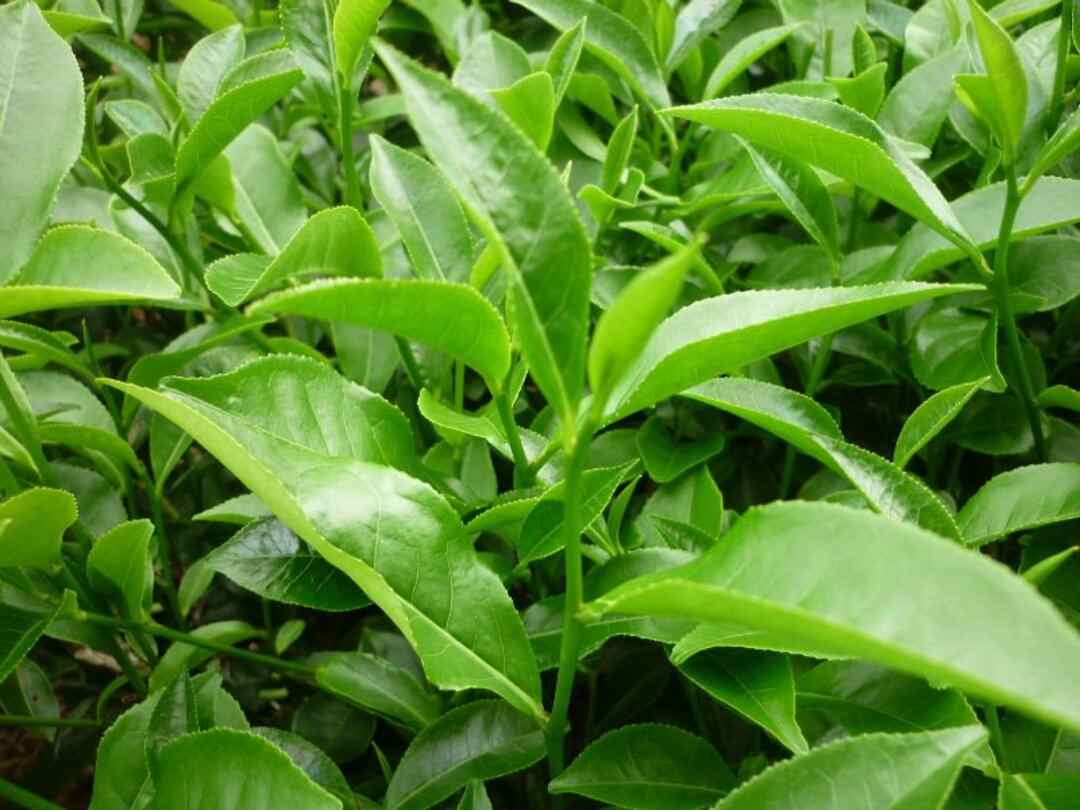 Trà xanh Thái Nguyên - loại trà số 1 Việt Nam